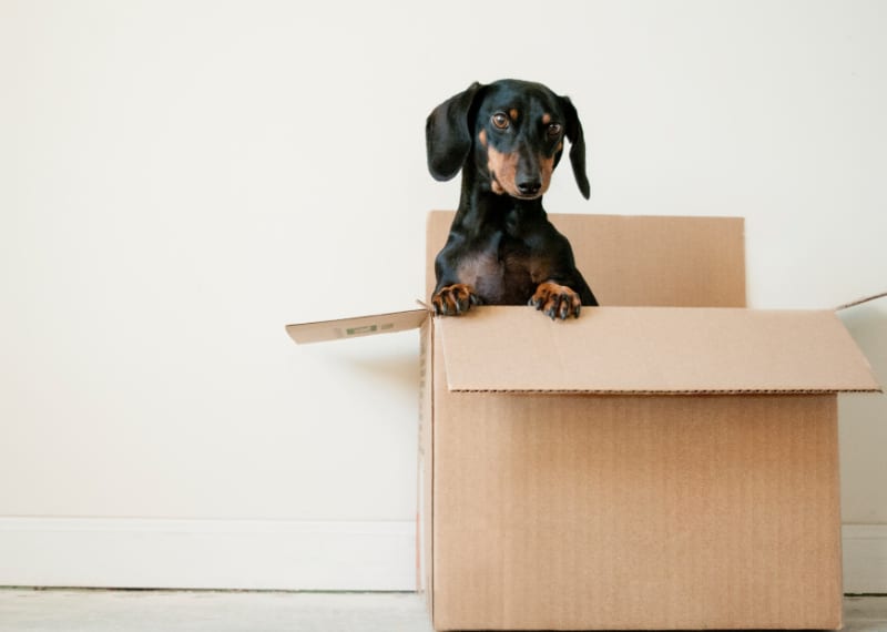 dog coming out of a box