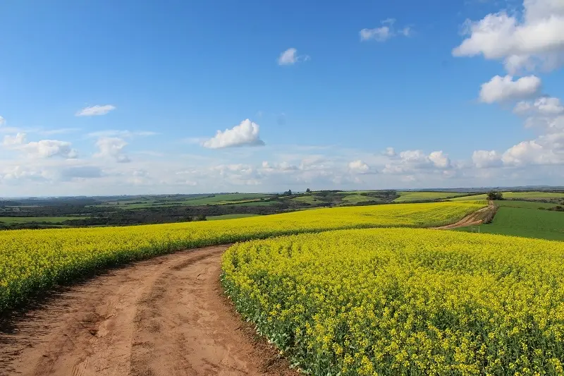 winding dirt path in a field of yellow and green